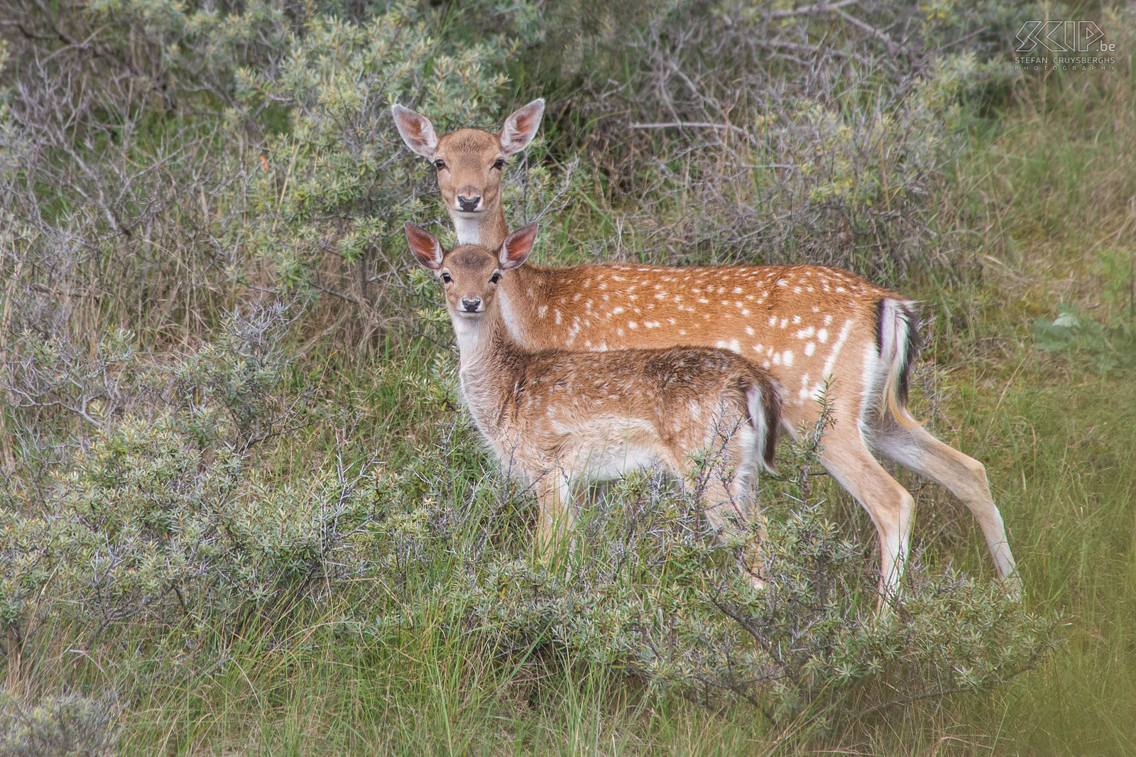 Amsterdamse Waterleidingduinen - Damherten De Amsterdamse Waterleidingduinen is een prachtig natuurgebied in de provincie Noord-Holland in Nederland. Het is een duinengebied met veel water kanalen. Het heeft de grootste populatie damherten in Nederland. Er wordt geschat dat er 3000 damherten leven. Er zijn ook vossen, waarvan sommige van hen gewend zijn aan mensen, reeën en vele vogels.  Stefan Cruysberghs